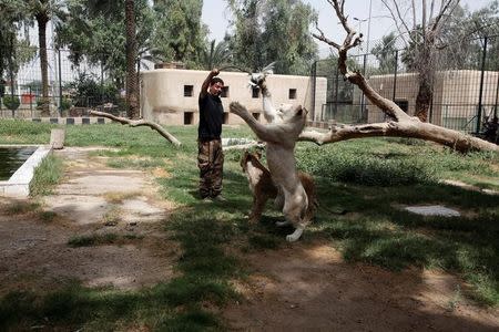 A white lion tries to reach a dead bird at Al Zawra zoo in Baghdad, Iraq June 15, 2017. REUTERS/Khalid al-Mousily