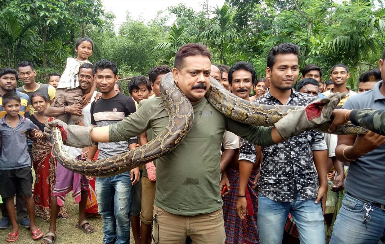 A forest ranger in India has narrowly escaped death after being strangled by a python as he posed for pictures with the giant snake: AFP/Getty Images