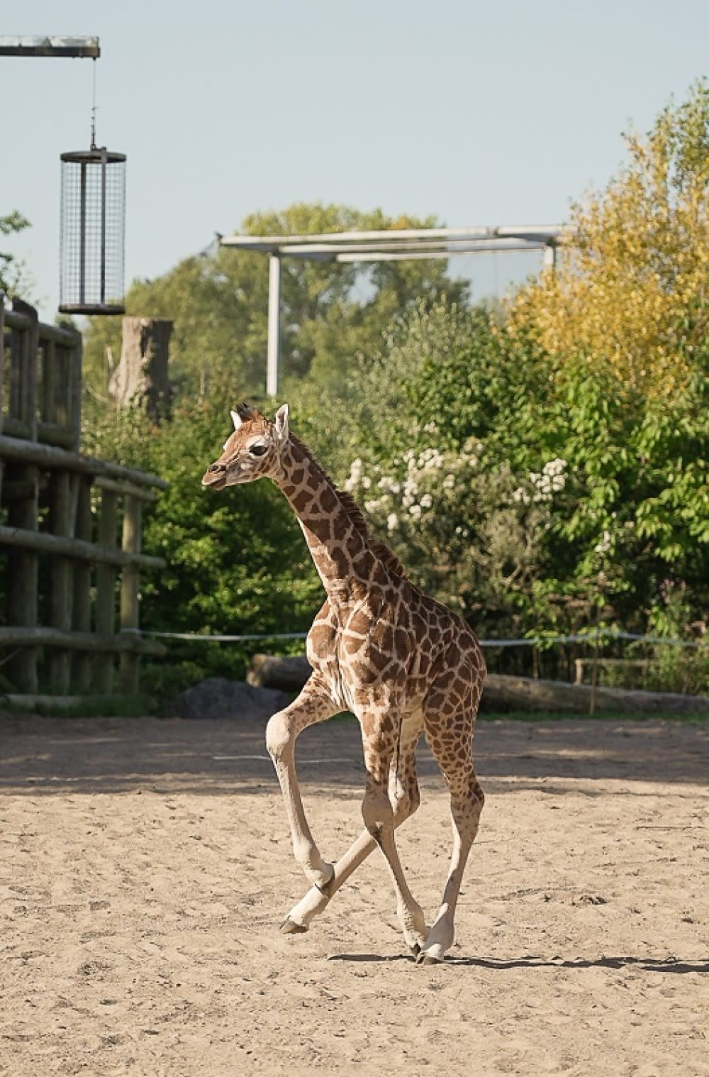 Stanley giraffe