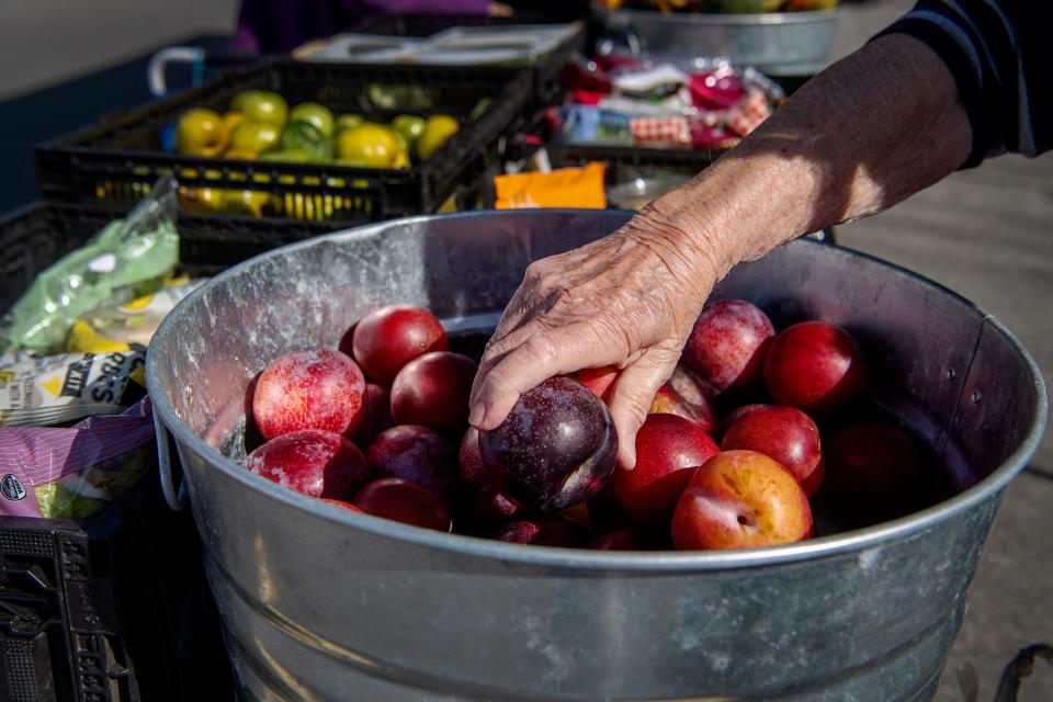 A woman chooses a plum at the Bounty & Soul Community Market in Black Mountain, November 14, 2023.