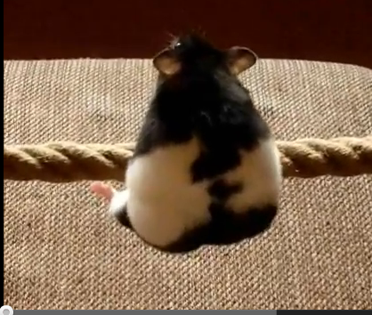 3. Tightrope Hamster