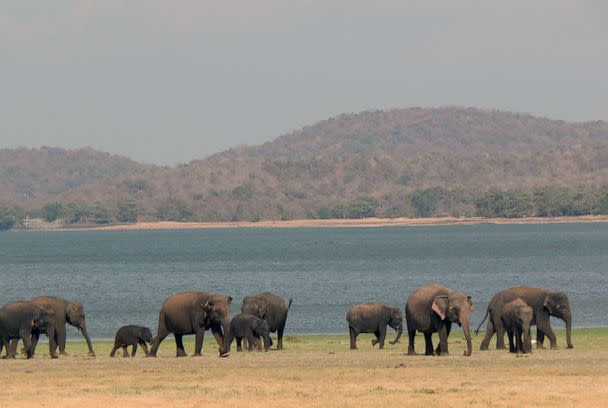 PHOTO: Elephants roam in Minneriya, a large reservoir in Sri Lanka. (Shermin de Silva)