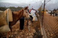 Palestinians wait with animals to cross through the gate of a fence, part of the Israeli barrier, as they make their way towards an olive field, in Salfit in the Israeli-occupied West Bank