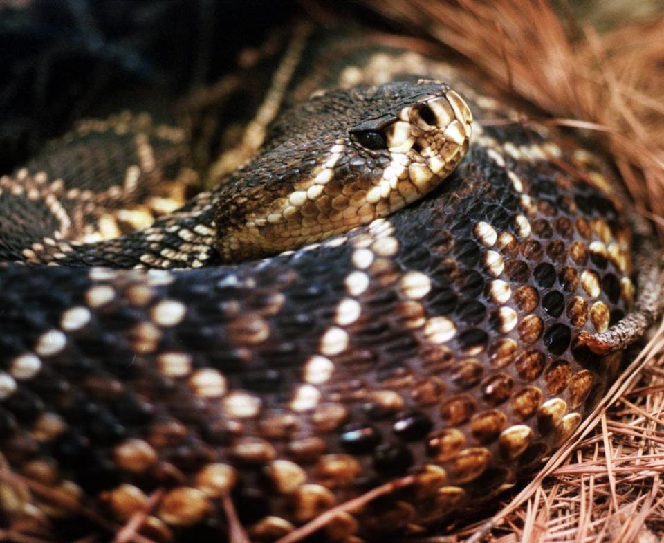 The Eastern Diamondback Rattlesnake. Diamondbacks are the largest of the rattlers. They are becoming increasingly rare due to habitat destruction and thoughtless persecution. (Erik Campos/The State) Erik Campos/online@thestate.com