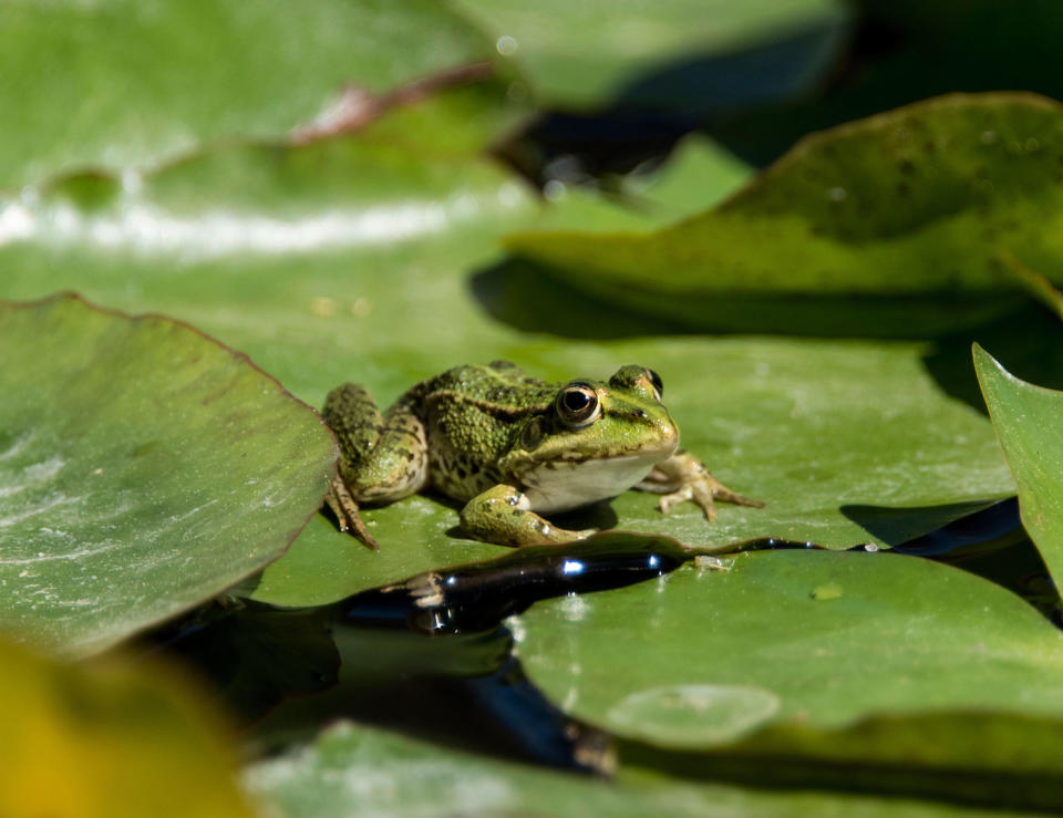 Frog in Germany