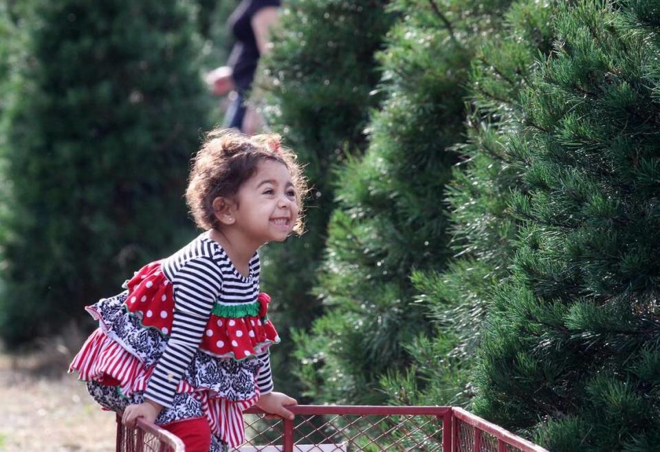 Adalie Degree, 3, helps her family pick out a Christmas tree Friday at the Penland Christmas Tree Farm in York County.