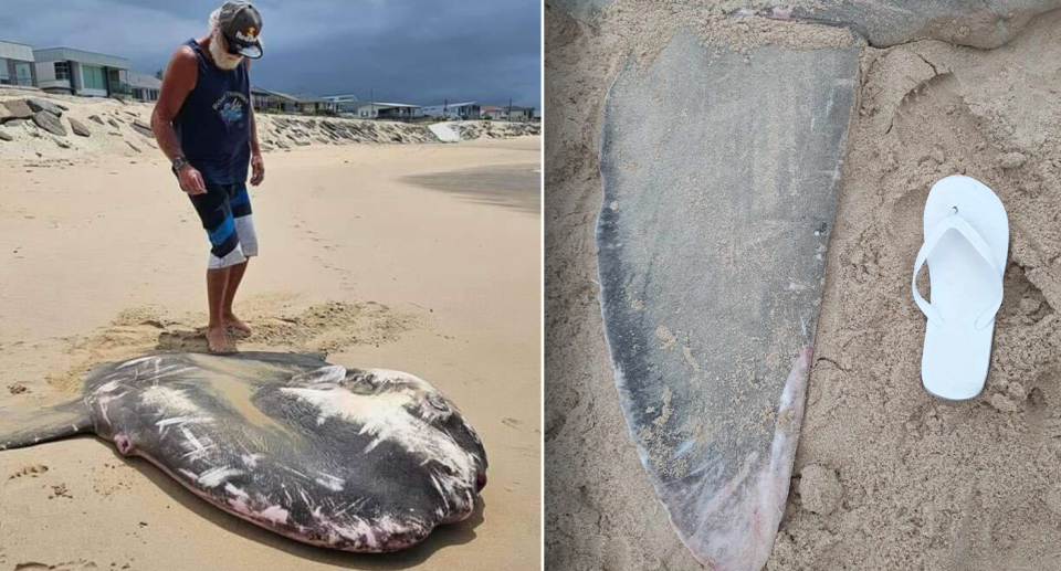 Left - the Warilla Beach sunfish with a man standing near it. Right - a thong next to the sunfish's flipper.