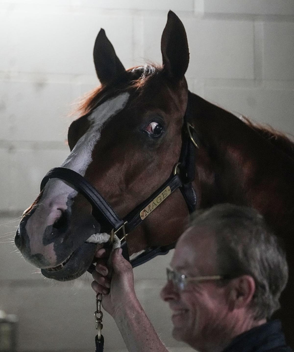 Who are the Preakness Stakes performers? Details about Saturday's horse