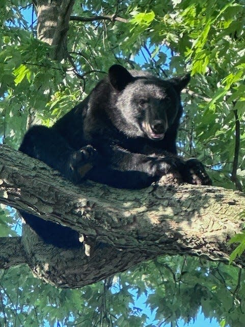 The bear climbed up a tree after snatching a steak from a grill.