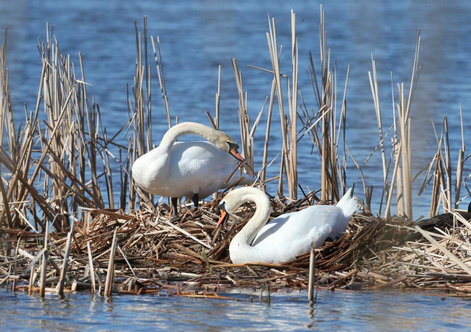A pair of Mute swans build a nest near the shore of Lake Ontario in Greece in New York on April 26, 2024.