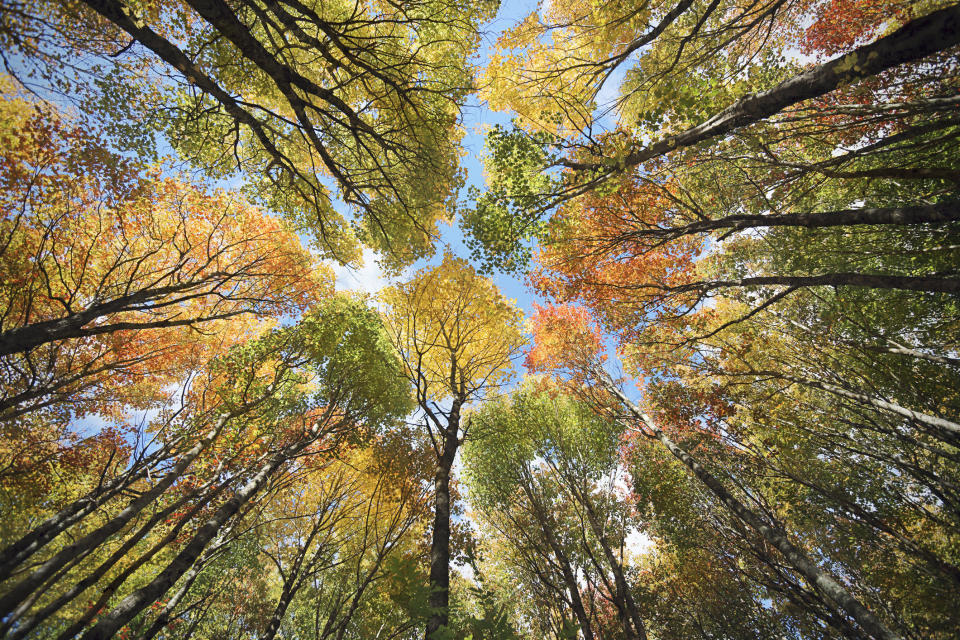 Plantez des arbres au Canada