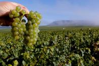 Candles save Grand Cru Chablis as frosts ravage vineyards in Chablis