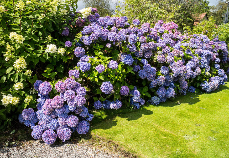 A hydrangea bush with light purple flowers