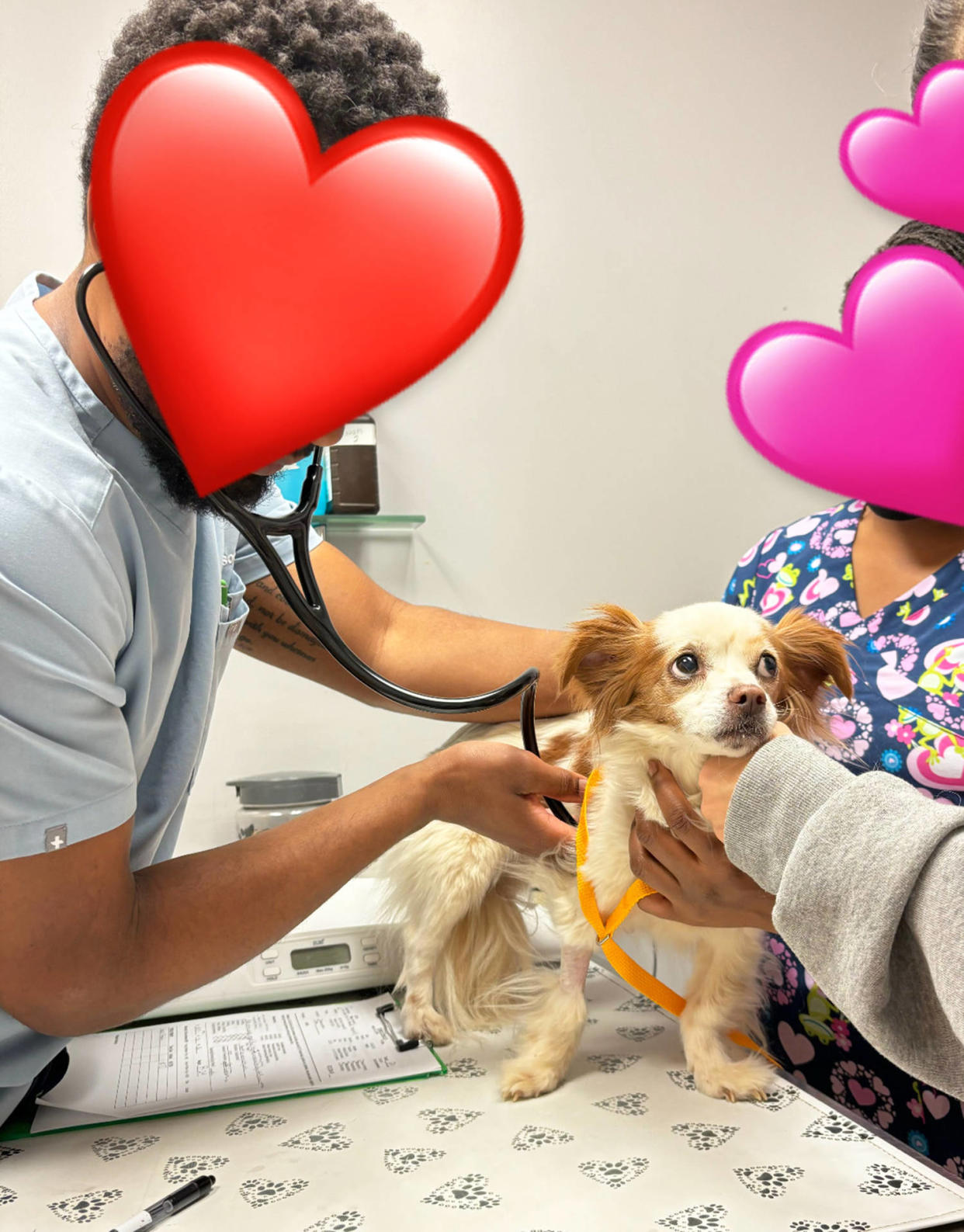 Hazel at the vet's office after being rescued. (Courtesy Hannah Riley)