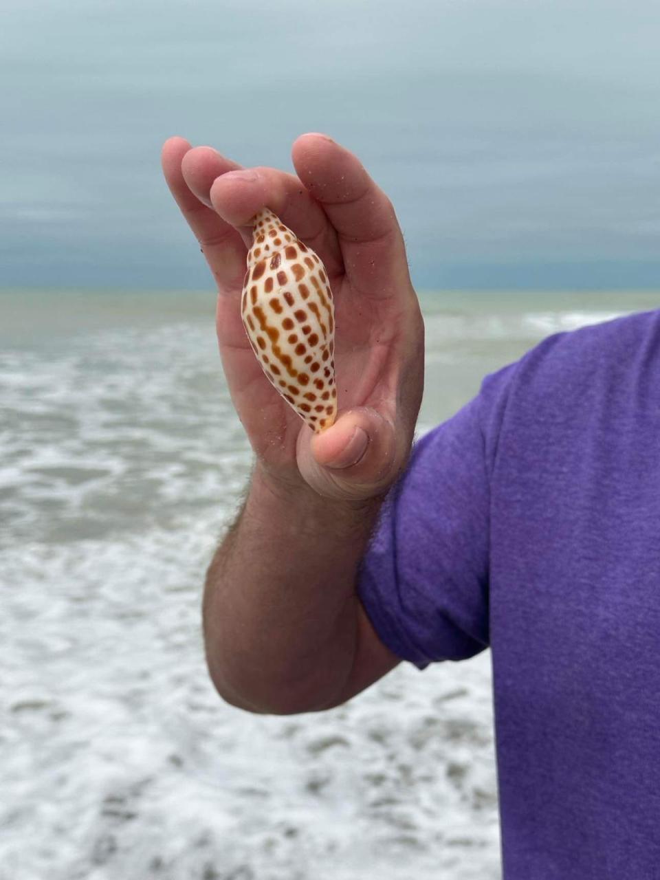 This is a close-up photo of the rare junonia shell Johnnie Ennis found while shelling on Sanibel Island in March.