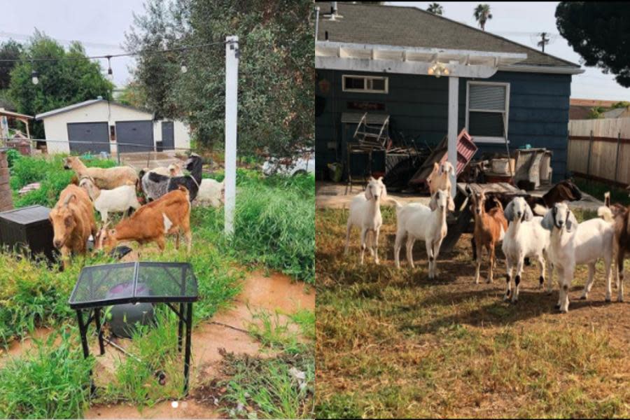 ¡Increíble! Rentan cabras en San Diego para limpiar patios