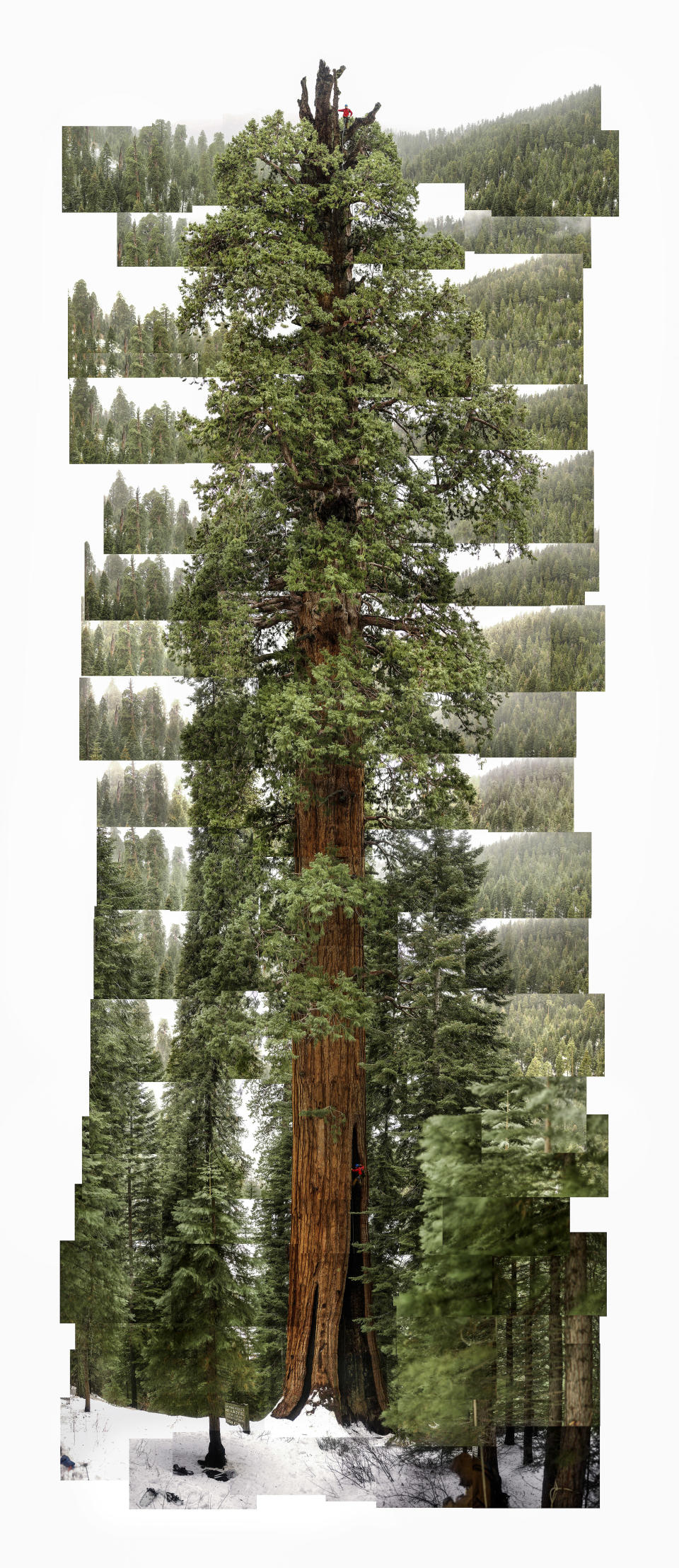 Giant Sequoia, 