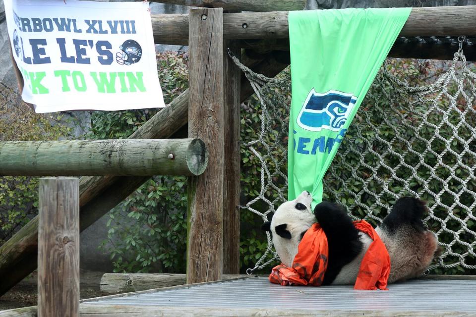 Panda Le Le tries to rip down a Seattle Seahawks banner after choosing the Denver Broncos as her Super Bowl pick Friday, Jan. 31, 2014 at the Memphis Zoo in Memphis, Tenn. (AP Photo/The Commercial Appeal, Yalonda M. James)