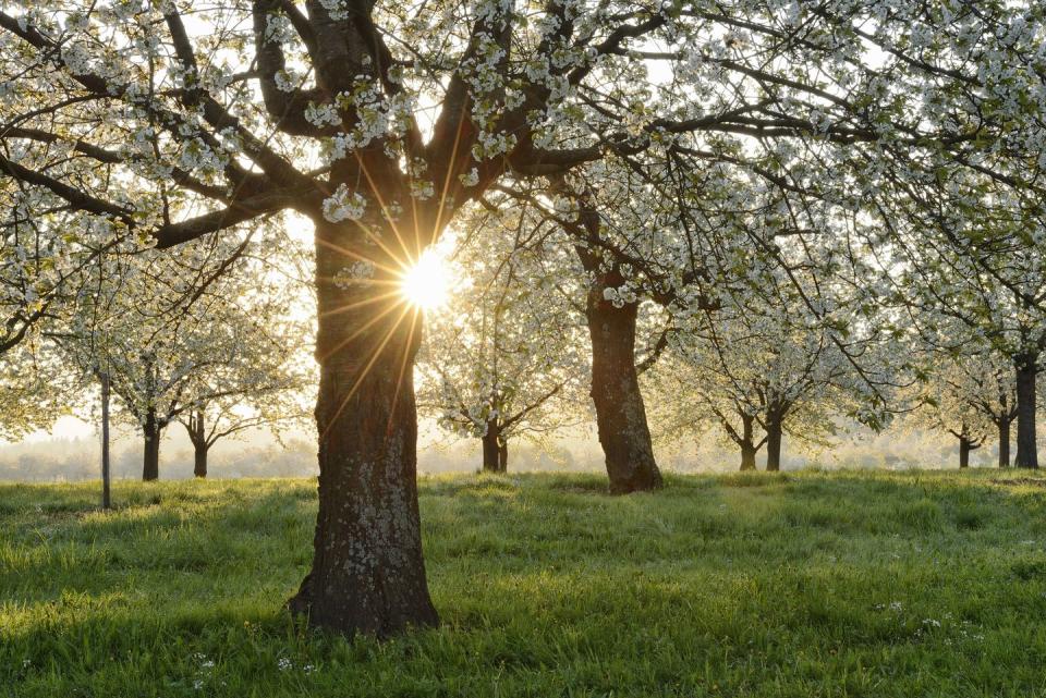 4) Flowering cherry trees are largely ornamental.