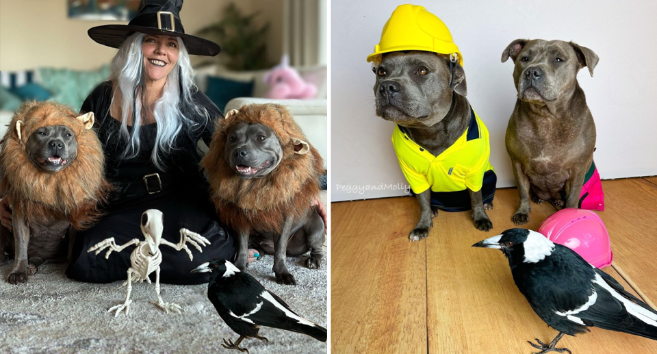 Left - the Peggy and Molly Halloween shoot. Right - Peggy and Ruby dressed up. Molly in the foreground.