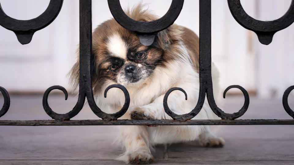 Pekingese next to fence