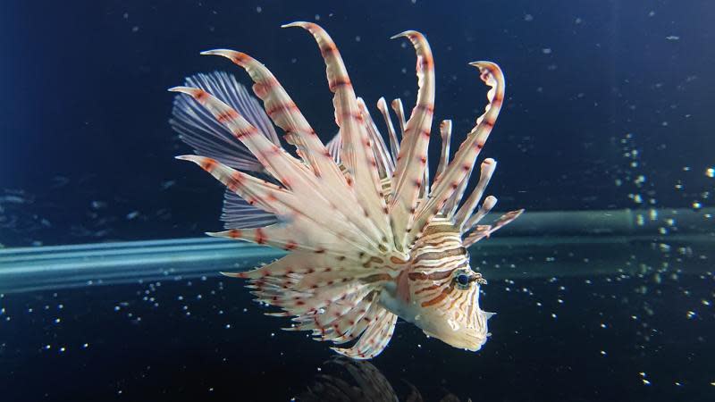 海中花蝴蝶獅子魚　正港台灣海域物種