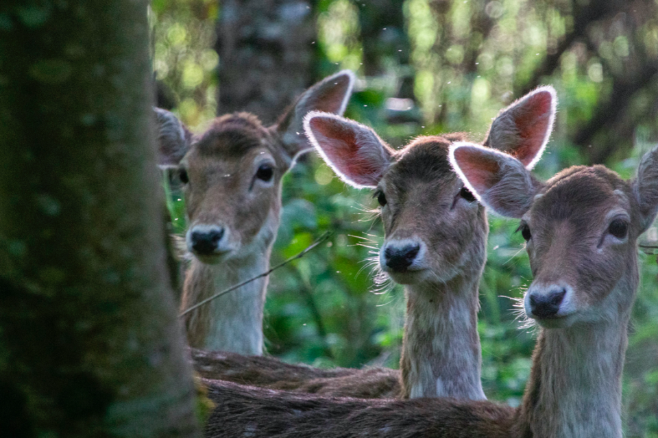 'Escaping Confinement' by Harrison Wood shows three deer look towards the camera.