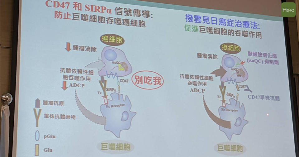 該藥可讓原本會逃脫的癌細胞，關掉「別吃我！」的開關，進一步促進巨噬細胞吞噬腫瘤。記者謝承恩攝影