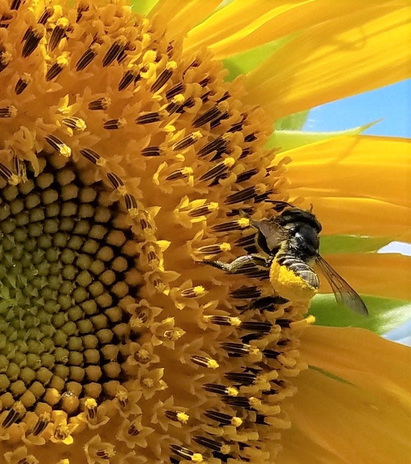 A native leaf cutting bee gets a stomach full of pollen from a sunflower.