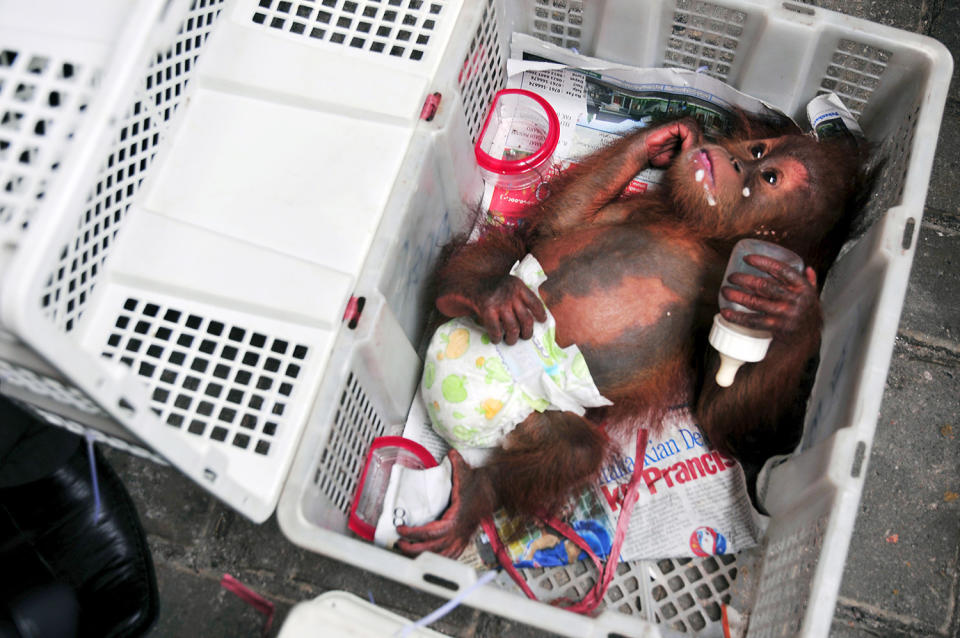 <p>A baby orangutan lies in a plastic crate, after it was seized from a wildlife trafficking syndicate, at a police office in Pekanbaru, Riau province, in this November 9, 2015 picture taken by Antara Foto. According to local media, police investigators arrested individuals from a wildlife trafficking syndicate who were attempting to smuggle out three orangutan babies, ranging between 6 to 12 months of age, from their forest in Aceh with the intention of selling them to buyers in Pekanbaru for the price of Rp25 million per orangutan. (Photo: FB Anggoro/Antara Foto/Reuters) </p>