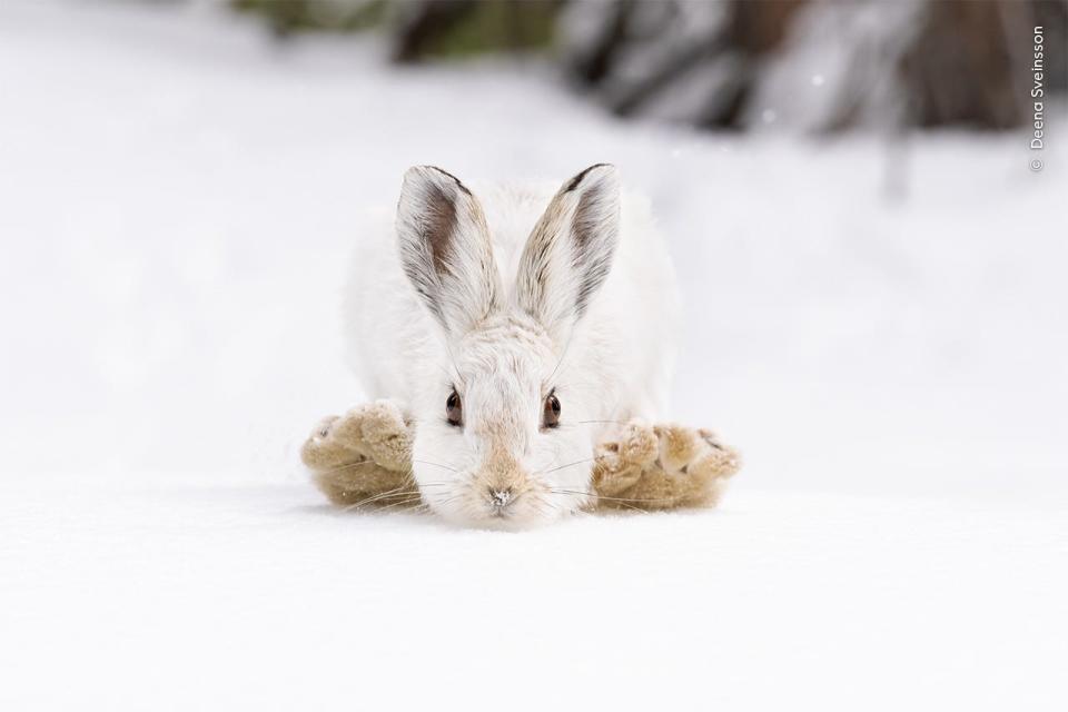 A photo of a snowshoe hare in the winter snow.