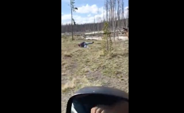 Elk charges tourist that gets too close in Yellowstone National Park