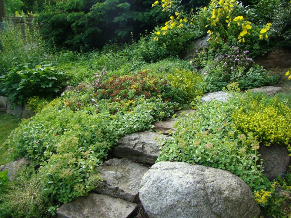 rock garden with greens