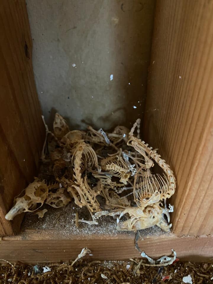 Pile of skeletons in the cupboard of a kitchen.