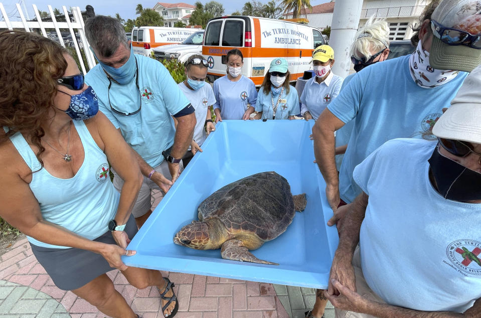 In this photo provided by the Florida Keys News Bureau, Bette Zirkelbach, front left, and Richie Moretti, front right, manager and founder respectively of the Florida Keys-based Turtle Hospital, carry "Sparb," a sub-adult loggerhead sea turtle, Thursday, April 22, 2021, to the Atlantic Ocean in Marathon, Fla. The reptile was found off the Florida Keys in late January 2021 with severe wounds and absent a front right flipper. It was not expected to survive but was treated with a blood transfusion, extensive wound care, broad-spectrum antibiotics, IV nutrition and laser therapy. The turtle made a full recovery and was returned to the wild in conjunction with Thursday's Earth Day celebrations. (Andy Newman/Florida Keys News Bureau via AP)