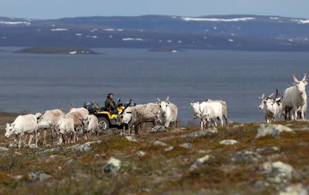 Sami reindeer herder Nils Mathis Sara, 60, drives his ATV as he follows a herd of reindeer on the Finnmark Plateau, Norway, June 16, 2018. REUTERS/Stoyan Nenov/Files