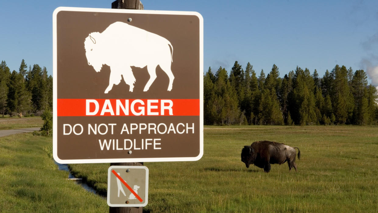  Wildlife danger sign at Yellowstone National Park with bison standing in background 