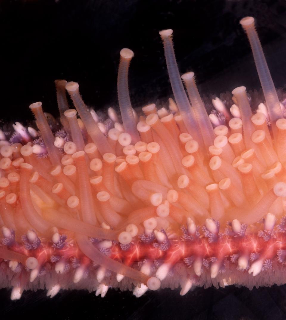 TUBE FEET used in a SEA STARS' (Star Fish) LOCOMOTION and PREDATION. This image shows: TUBE FEET, PEDICELLARIAE (Pincers), SPINES, and DERMAL GILLS on the underside of a Sea Star Arm. Sunflower Sea Star (Pycnopodia helianthoides). This sea star is a quick, voracious predator that can prey on bivalves (clams and mussels) and other marine organisms. Sea Stars are Echinoderms (spiny-skinned animals) that have a water vascular system. Oregon Coast