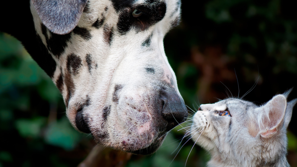 Cat and dog looking at each other and touching noses