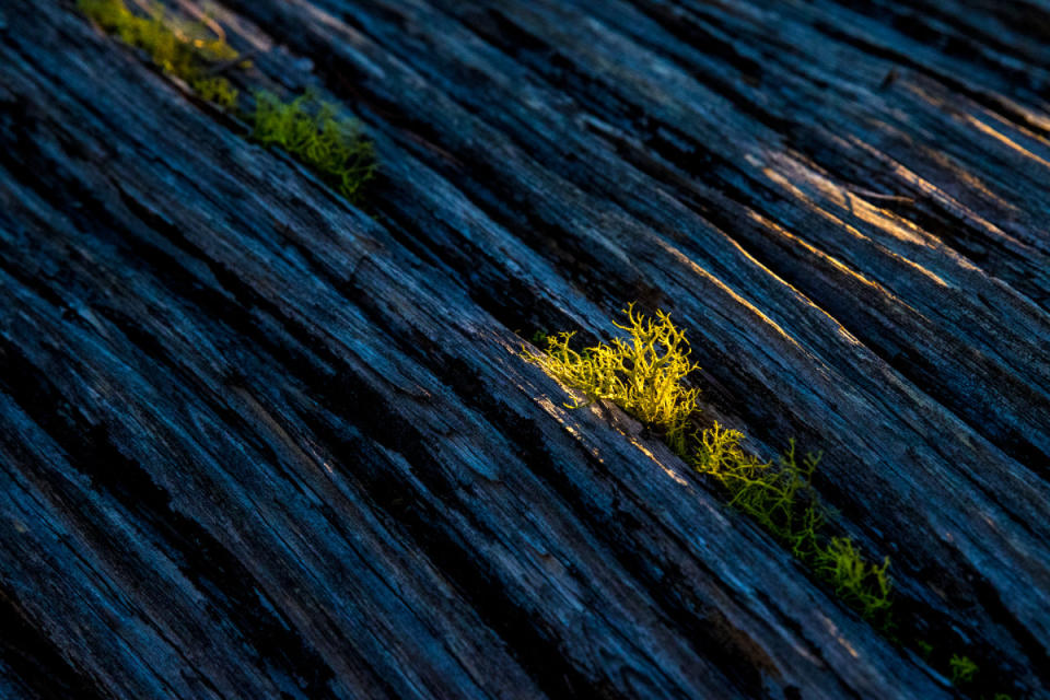 <p>Photo: Ryan Creary</p><p>Patterns of nature. Penicton, B.C.</p>