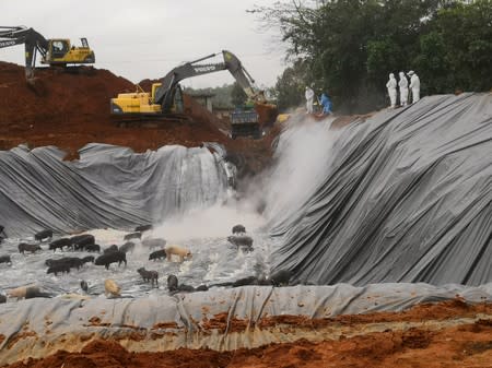 Pigs wait to be buried alive in a pit next to workers in protective suits and excavators following an African swine fever outbreak in the area, in Beihai