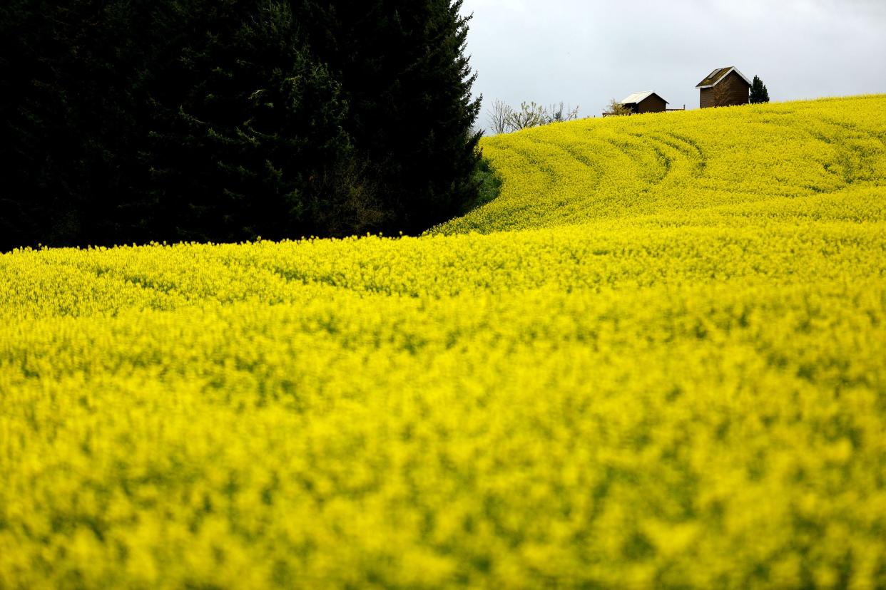 A canola field along Silver Falls Drive in 2015.