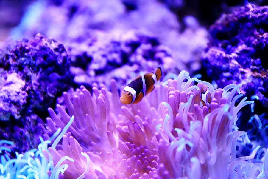 桃園水族館 Xpark 八景島水族館