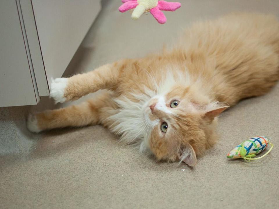 Toby was rejected by the family he walked 12 miles to be with (Jenny Winston Photography)