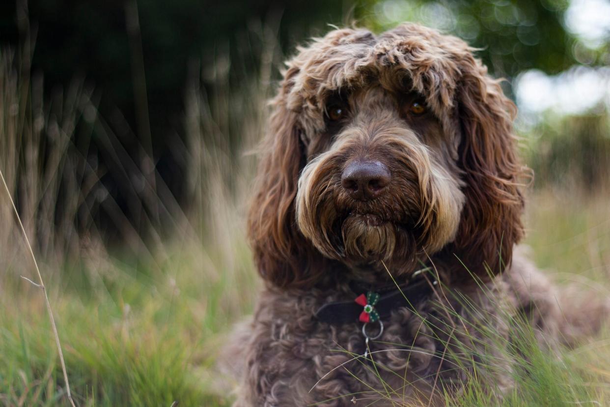 brown labradoodle laying in grass