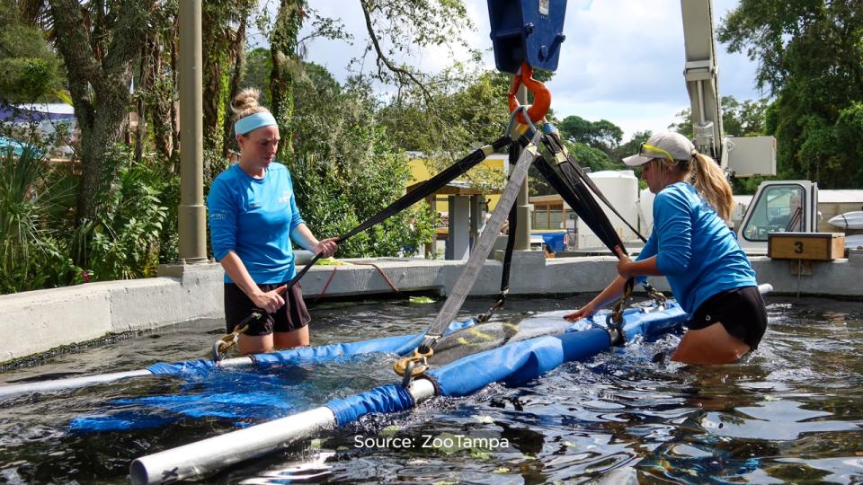 SeaWorld officials said the Columbus Zoo and Aquarium, Cincinnati Zoo & Botanical Garden, ZooTampa at Lowry Park and SeaWorld Orlando have partnered for several years to rehabilitate the eight orphaned manatees.