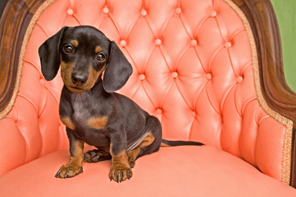 Dachshund