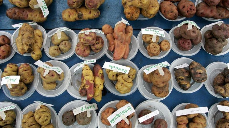 En Perú, hay casi 5.000 especies de papas.