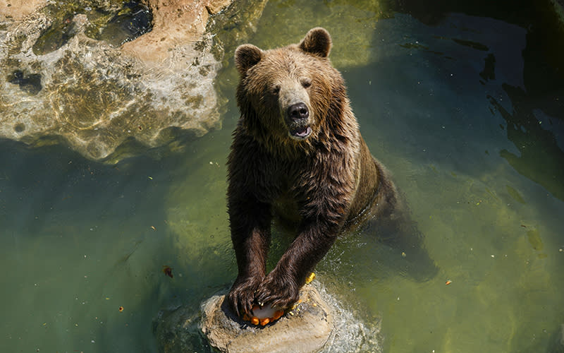 A Eurasian brown bear holds down a fruit icicle