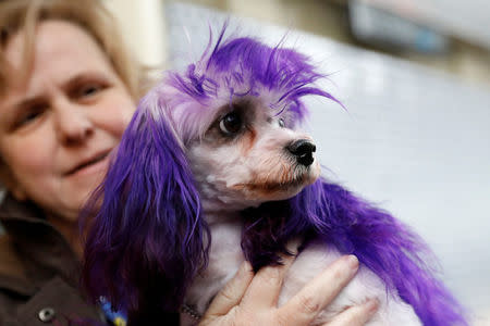 Nadia, a Lowchen breed, arrives at the Hotel Pennsylvania ahead of the 142nd Westminster Kennel Club Dog Show in midtown Manhattan, New York City, U.S., February 9, 2018. REUTERS/Shannon Stapleton